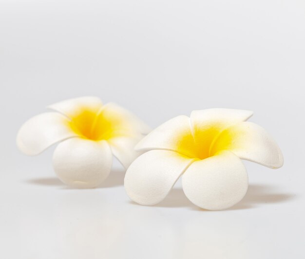 Frangipani flowers on white background. Concept for spa background