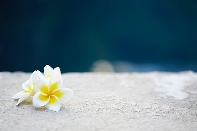 Photo frangipani flowers