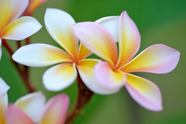 フランジパニの花