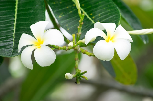 цветы frangipani