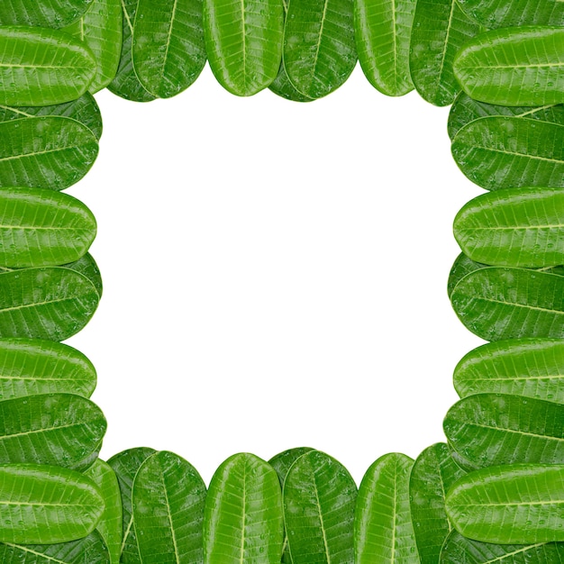 Frangipani frame leaf isolated on white background