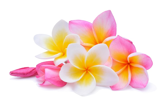 Photo frangipani isolated on white background