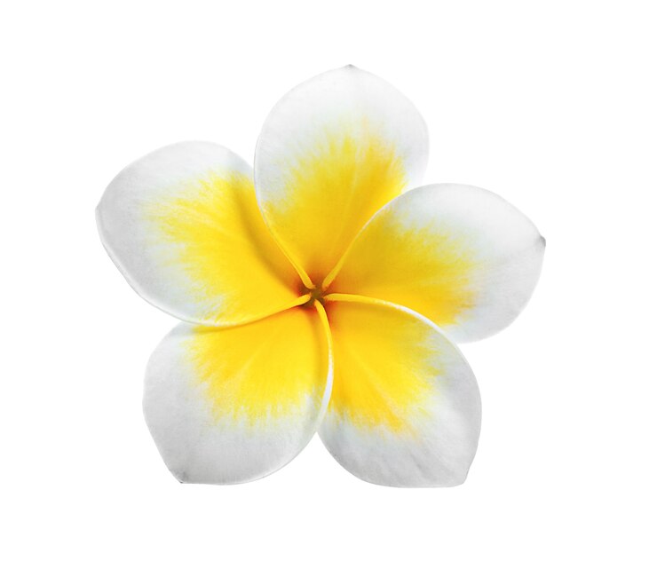 frangipani изолирован на белом фоне