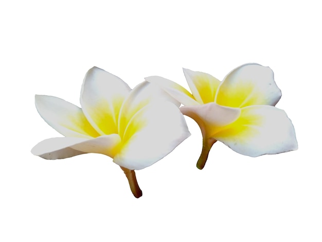 Frangipani of Plumeria bloem geïsoleerd op witte achtergrond Tropische mooie bloemen