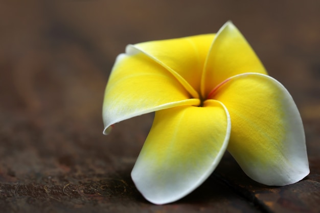 Frangipani op oude houten ondergrond