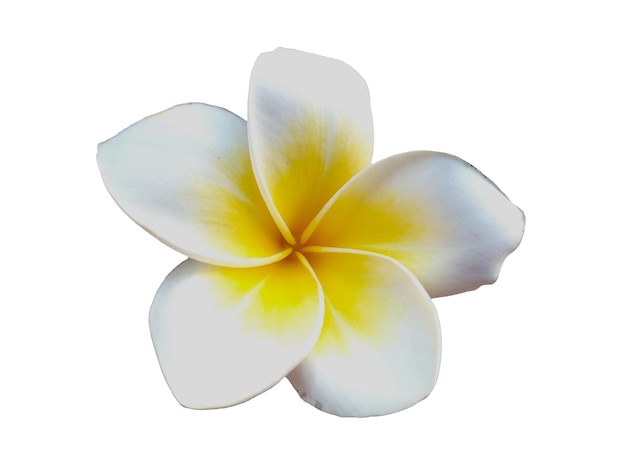 Фото Цветок frangipani или plumeria изолирован на белом фоне тропические красивые цветы