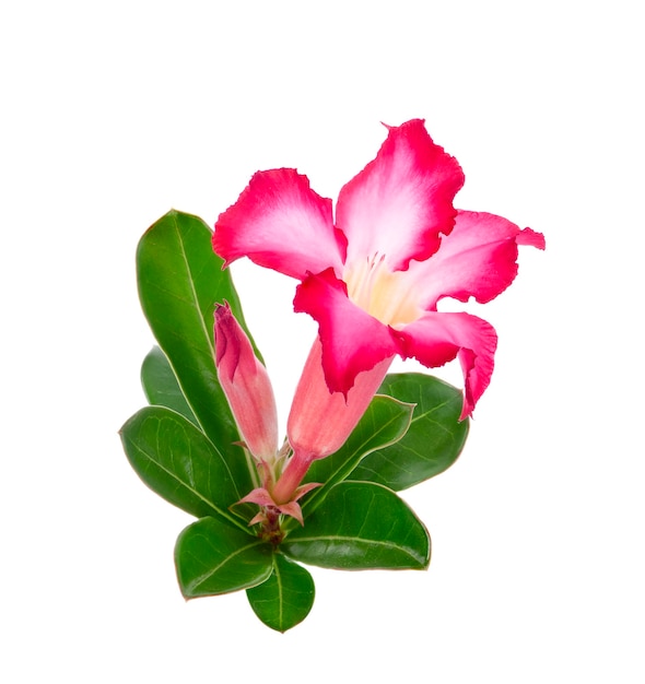 Frangipani pink fiower on white background.