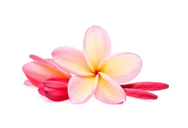 Frangipani-plumeria die op witte achtergrond wordt geïsoleerd