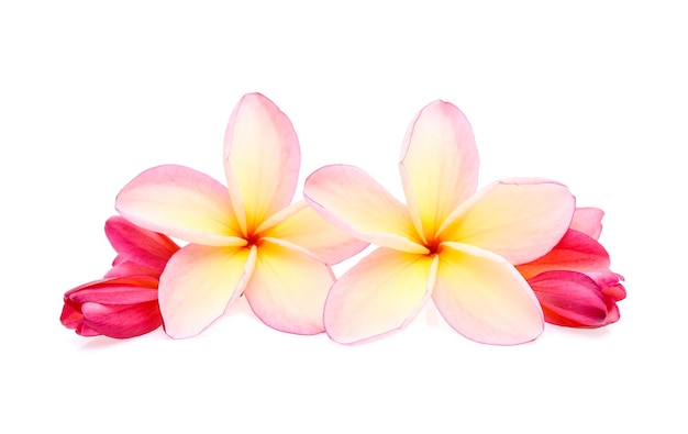 Frangipani-plumeria die op witte achtergrond wordt geïsoleerd