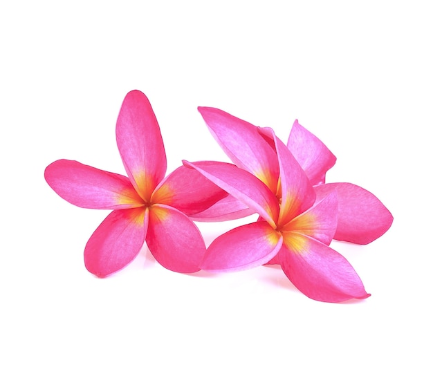 Frangipani (plumeria) flowers on white