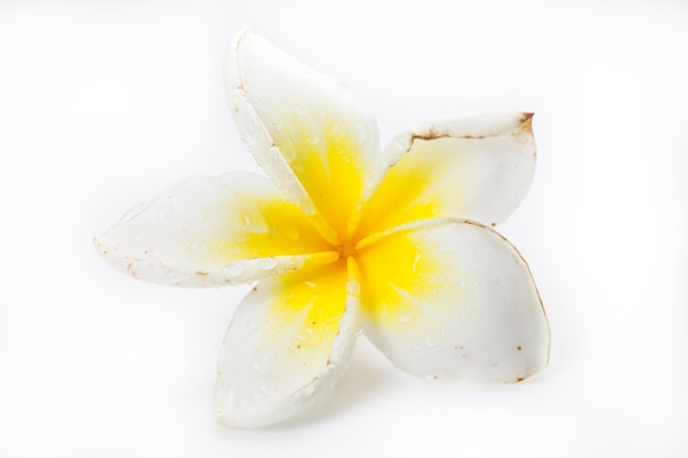 Frangipani (plumeria) flowers.