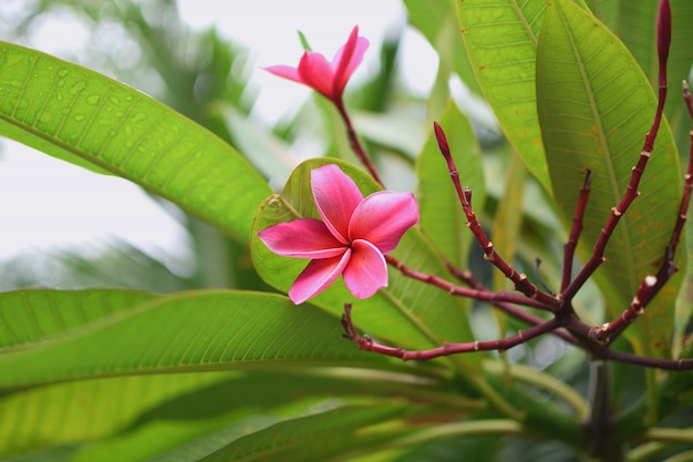 Frangipani Plumeria Tiare цветок таитянский гардения натуральный Таиланд крупным планом copyspace