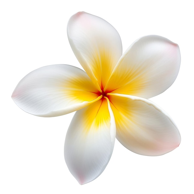 Foto frangipani plumeria fiore tropicale di spa elemento isolato su sfondo bianco