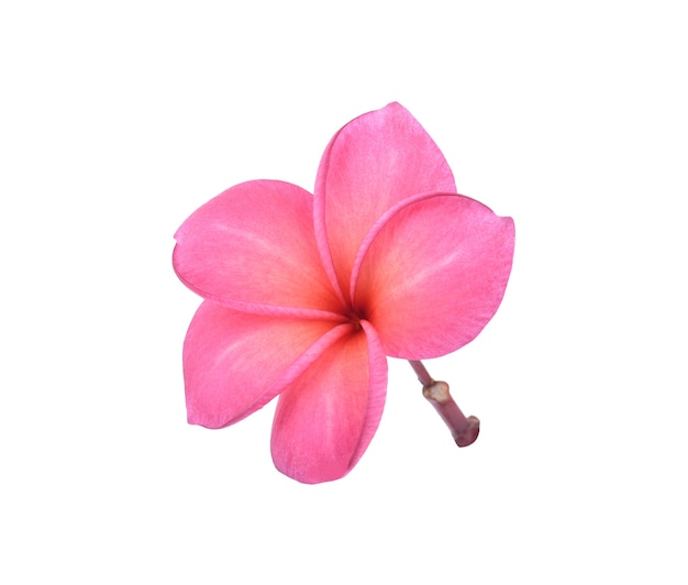 Photo frangipani, pumeria, frangipanni, isolated
