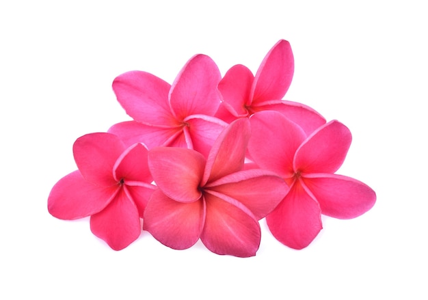 Frangipani, Pumeria, Frangipanni, isolated