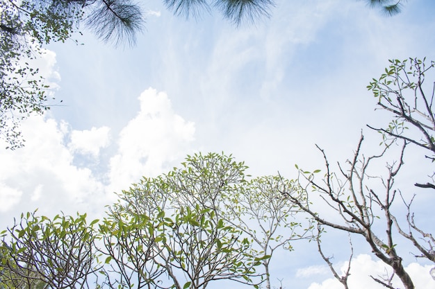 Frangipani tree flower on blue sky background