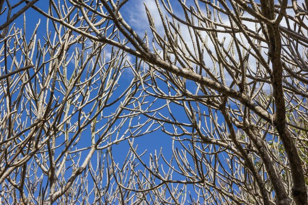 Frangipani tree with sky in Nan province Thailand