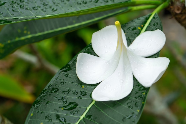 Тропический цветок франжипани, растущий на открытом воздухе в таиланде.