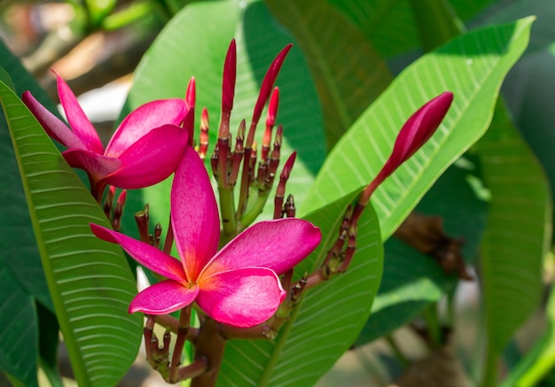 Frangipani tropical flower