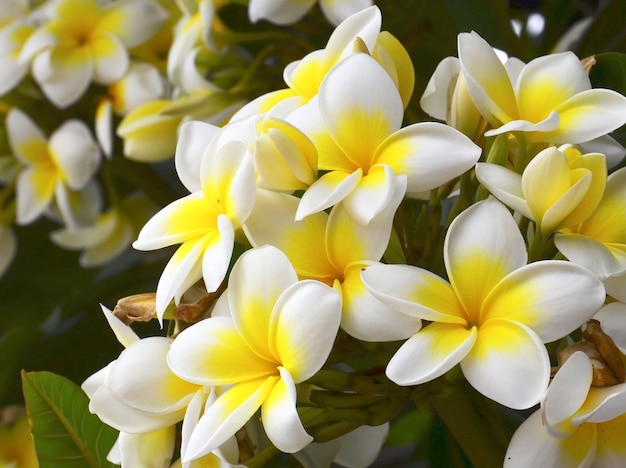 Frangipani tropical flowers. Plumeria.