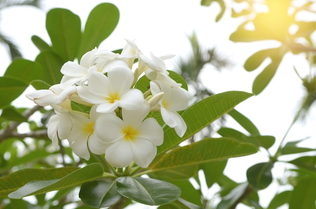 Frangipani tropical flowers