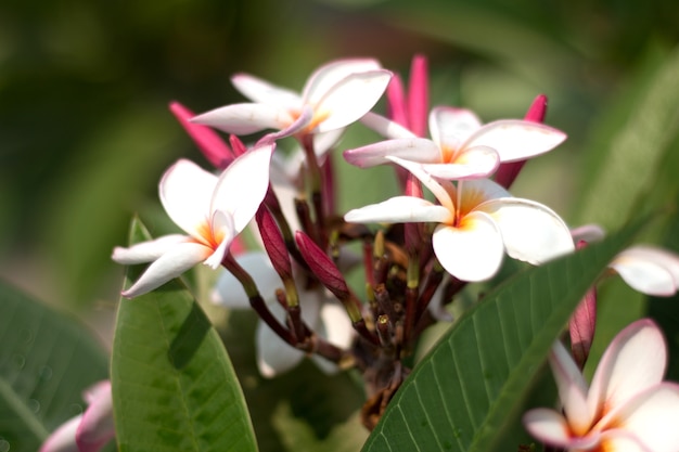 Цветок тропического курорта Frangipani. Цветок Plumeria на растении