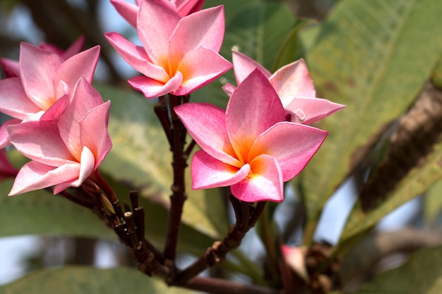 Цветок тропического курорта Frangipani. Цветок Plumeria на растении