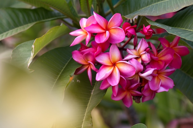 Цветок тропического курорта Frangipani. Цветок Plumeria на растении