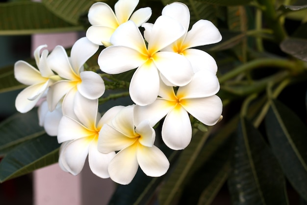 Frangipani Tropical Spa Flower. Plumeria flower on plant