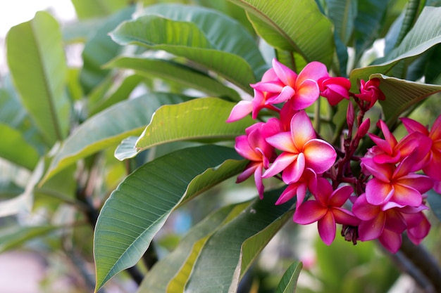 Цветок тропического курорта Frangipani. Цветок Plumeria на растении