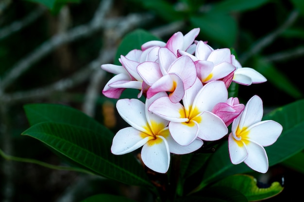 Цветок тропического курорта Frangipani. Цветок Plumeria на растении