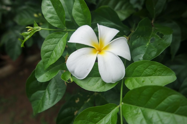 Frangipani Tropical Spa Flower Plumeria in het voorjaar en de zomer