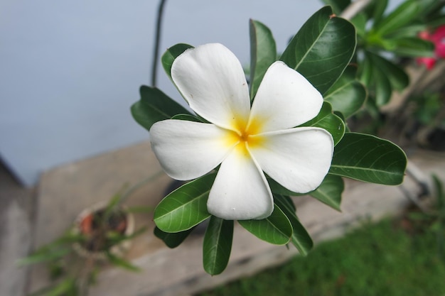 Frangipani Tropical Spa Flower Plumeria in het voorjaar en de zomer