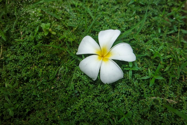 Frangipani Tropical Spa Flower Plumeria in spring and summer time