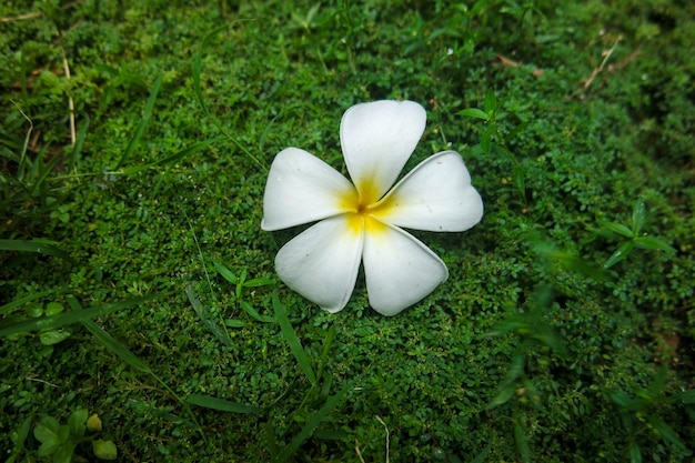 Frangipani Tropical Spa Flower Plumeria in spring and summer time