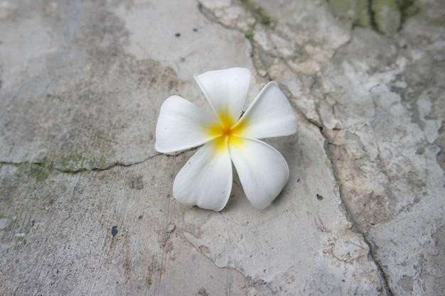 Frangipani Tropical Spa Flower Plumeria in spring and summer time