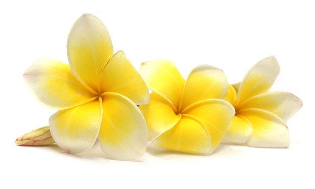 Photo frangipani over white background