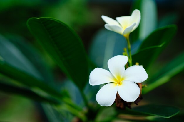 Albero del fiore dell'aroma tropicale bianco del frangipane. plumeria blossom