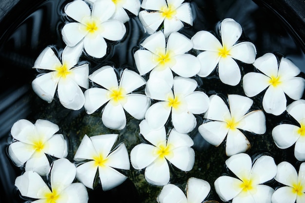 Frangipani Witte Tropische Bloem in Komwater