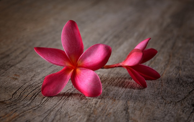 Photo frangipani on wood