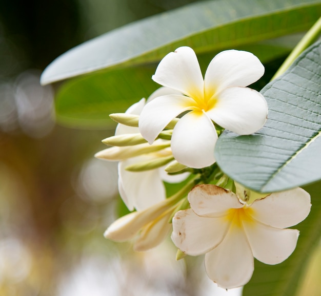 Frangipani.