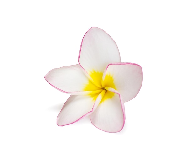 Frangipani