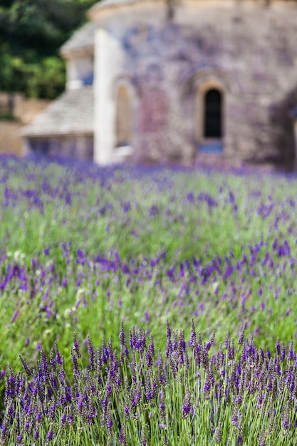 frankrijk, Provence, gebied, senanque, abdij. Lavendelveld in het zomerseizoen.