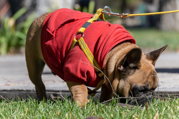 Frans buldogpuppy die de vloer snuiven.