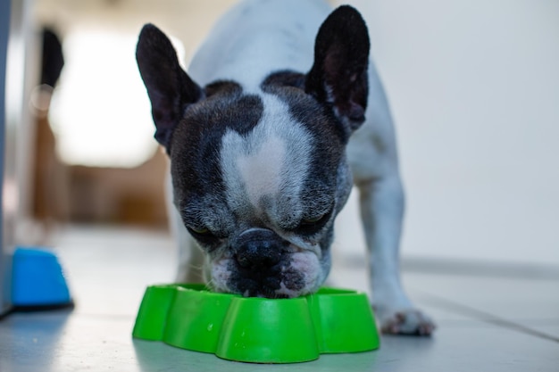 Frans Bulldog drinkwater uit een groene pot