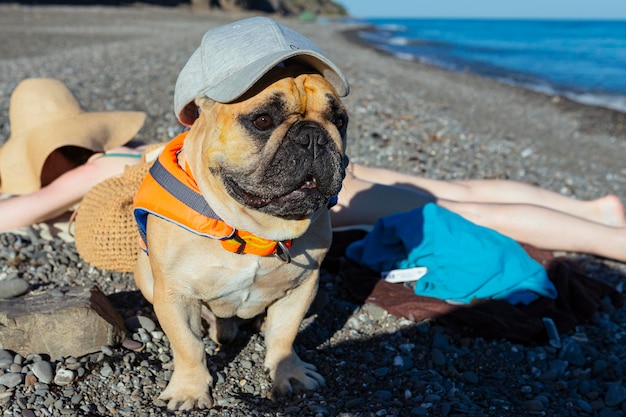 Franse buldog aan de kust. Detailopname...