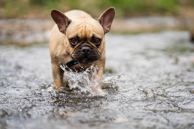 Franse buldog bij de stromen