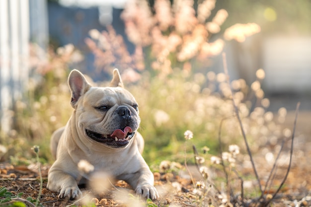 Franse buldog die bij grasgebied ligt