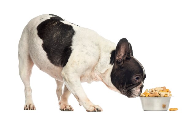 Franse Buldog die een komhoogtepunt van koekjes snuift dat op wit wordt geïsoleerd