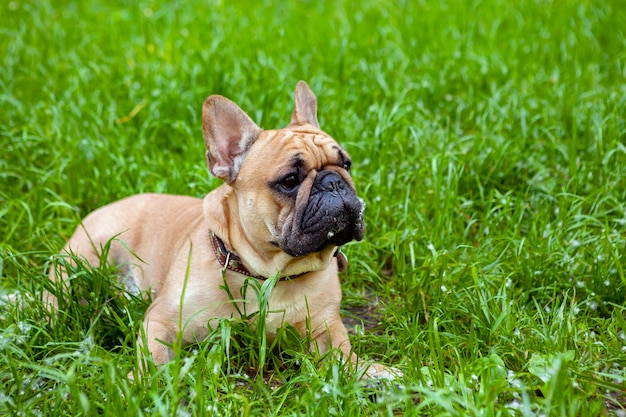 Franse buldog die op het gras speelt